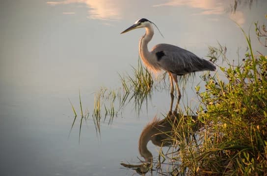 Bird on pond
