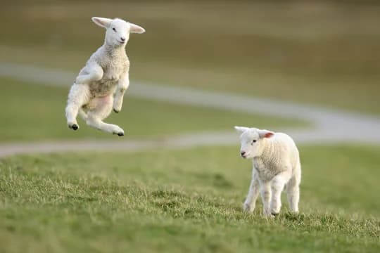 Lambs in a field